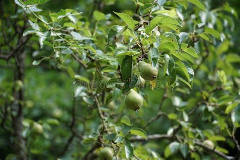 Pear Williams Tree Detail with Young Fruits in the Middle of the Summer ...