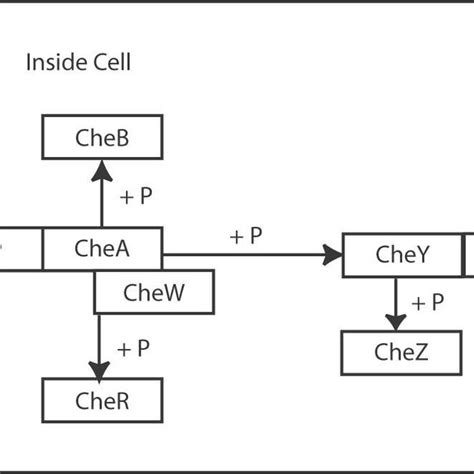 A The Chemotaxis Signal Transduction Pathway In E Coli K 12 From The