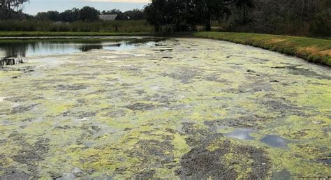 Golf Course Pond Management Captivate And Challenge Players