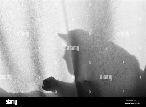 Cat Window Silhouette Black And White Stock Photos And Images Alamy