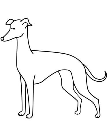 Funny Greyhound coloring page | Free Printable Coloring Pages