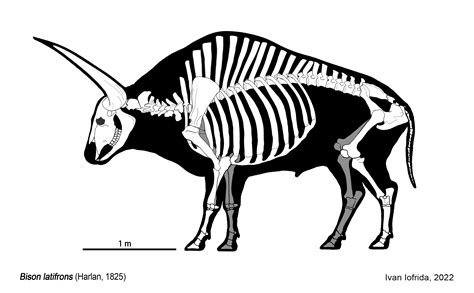 Bison Latifrons