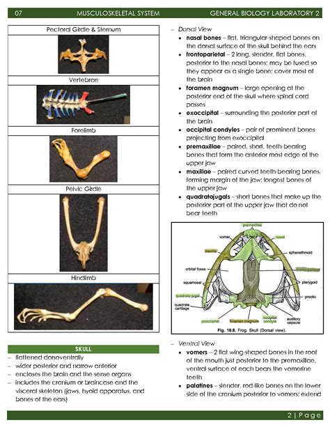 Solution General Biology Musculoskeletal System Study Notes Studypool