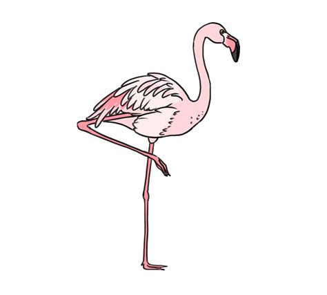 Dessin De Flamant Rose A Imprimer Dessin De Flamant Rose Les The Best