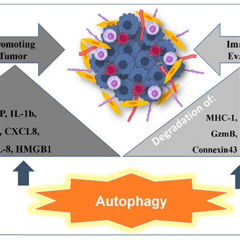 Autophagy As A Double Edged Sword Autophagy Induces The Secretion Of