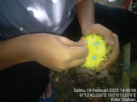 Pemeriksaan Rutin Gajah Binaan Flying Squad Balai TN Tesso Nilo