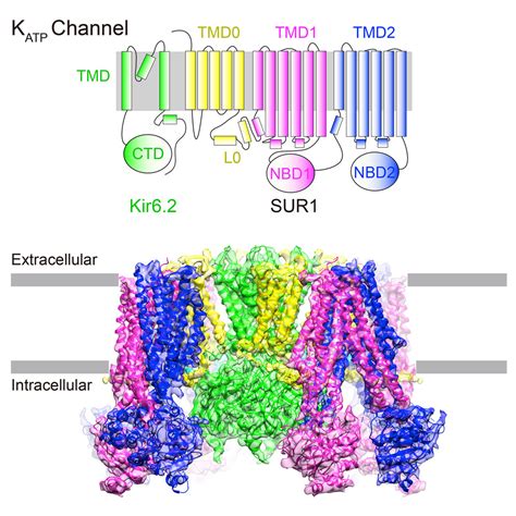 Structure Of A Pancreatic ATP Sensitive Potassium Channel Cell