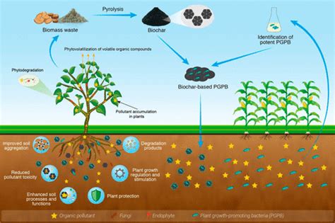 Biochar Based Materials In Environmental Pollutant Elimination H2 Cr