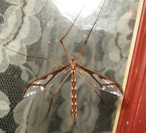 Giant Eastern Crane Fly Pedicia Sp Pedicia Bugguidenet