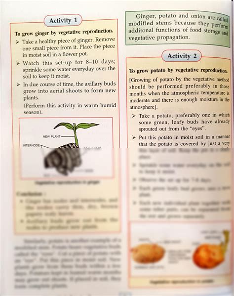 Solution Reproduction In Plants Studypool