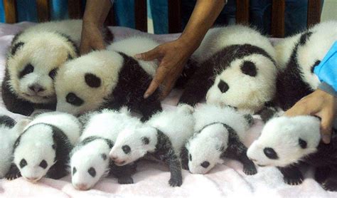 Newborn Baby Pandas