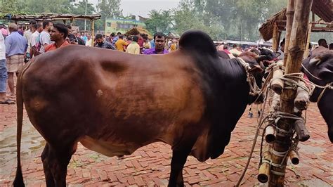 ২৭৯২৩ চট্টগ্রামের ব্যবসায়ী কত টাকা মন দরে মাংসের ওজনে খামার উপযোগী ষাঁড় গরু কিনলেন আমবাড়ী