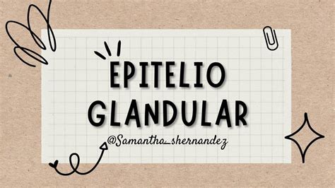 Tejido Epitelial Glandular Exocrino Samantha Shernandez Udocz