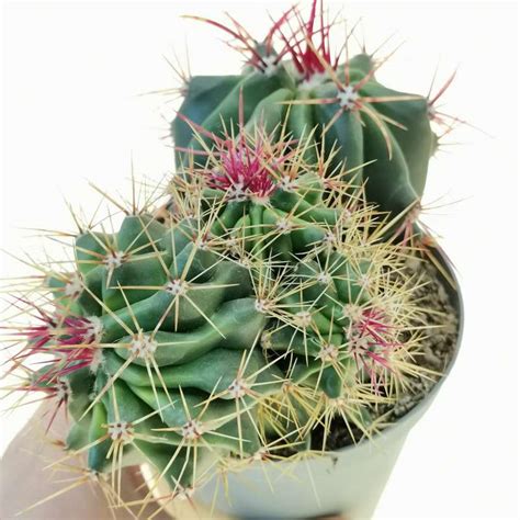 Ferocactus Stainesii F Prolifera 14 Cm Cactaceae Giromagi Vendita