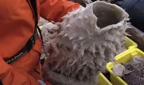 Bizarre Giant Sea Creatures Discovered By Scientists During Antarctica