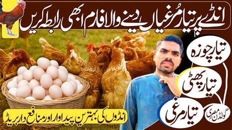 Desi Poultry Farm Chuza Golden Misri Farming In Pakistan Youtube