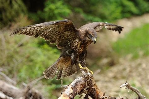 Hawk Symbolism & Meaning (+Totem, Spirit & Omens) | World Birds