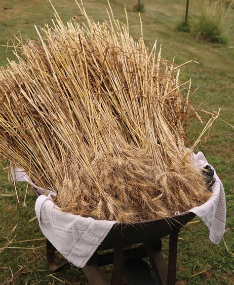 Growing Wheat In Our Garden Grit