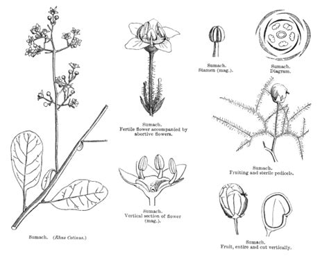 Anacardiaceae Alchetron The Free Social Encyclopedia