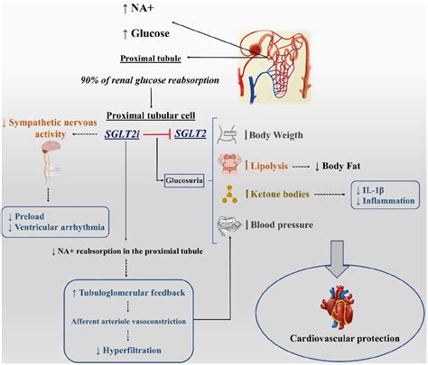 Glucose Sodium Cotransporter Diagram