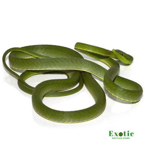 Giant Green Vine Snake - Exotic Reptiles Store