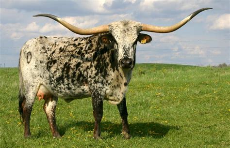 Longhorn Cattle wallpapers, Animal, HQ Longhorn Cattle pictures | 4K ...