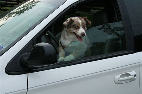 Van Life With Your Dog How To Dog Proof Your Van General Life Talk