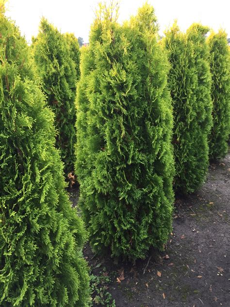 Thuja Tuja Columna Cm Ywop Ot Oficjalne