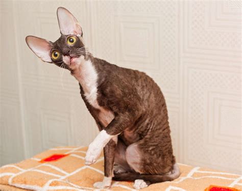 The Ugliest Cats In The World Here Are The 6 Weirdest Looking Cat Breeds