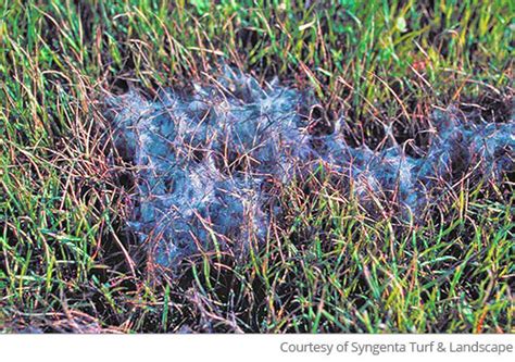 Pythium Blight Disease Identification Guide