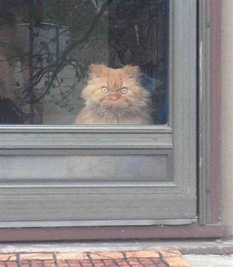 Cat Stares Out Window Memes - Imgflip