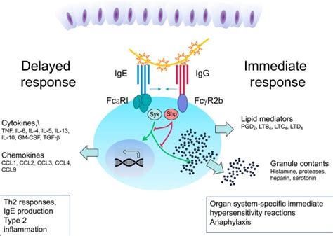 Mast Cells In Food Allergy Inducing Immediate Reactions And Shaping