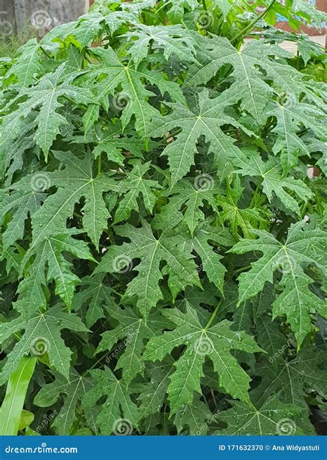 Fresh Green Leaves Papaya Trees Stock Photo - Image of papaya, trees ...