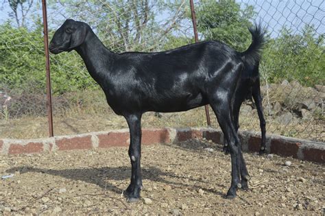 Goat Farming लाखों की कमाई करनी है तो बकरी की इन 5 नस्लों को पालें