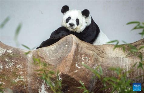 Giant Panda Ya Ya To Return To China From Us In A Few Days National