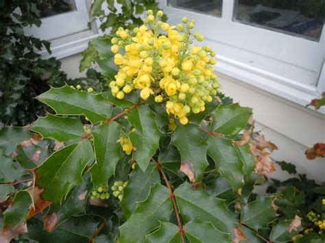 Oregon Grape (Mahonia Aquifolium) - Heritage Flower Farm