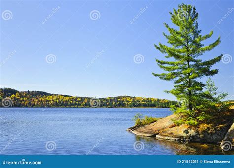 Pine Tree At Lake Shore Stock Image Image Of Tranquil 21542061