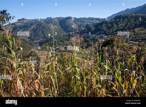 Guatemala Comalapa Corn Field Stock Photo Alamy