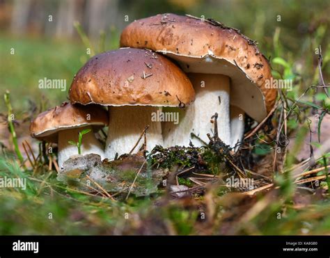 Three Porcini Mushroom Grow In A Forest Near Biegen Germany 26