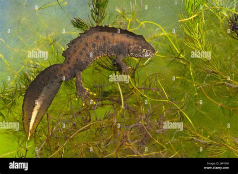 Photo Of A Male Great Crested Newt Under Water Hanging On The Green