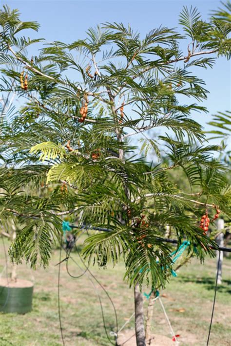 Cocobolo Tree Farm | Wild tamarind