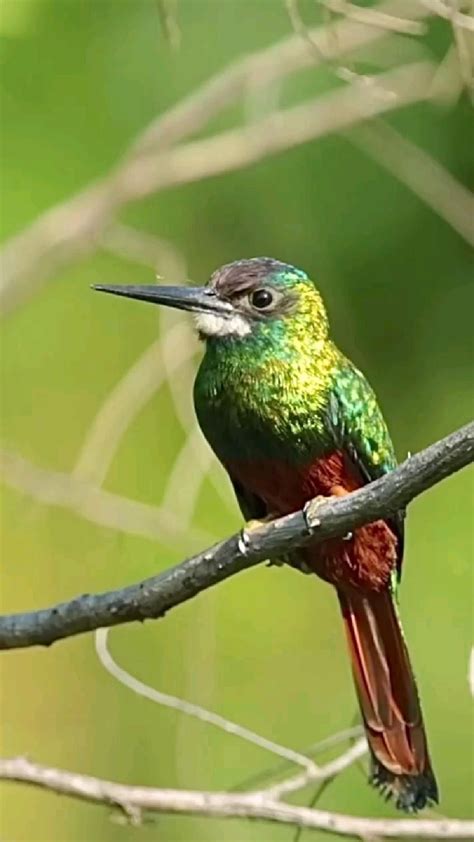 Hummingbirds In North Carolina 9 Species With Pictures Artofit