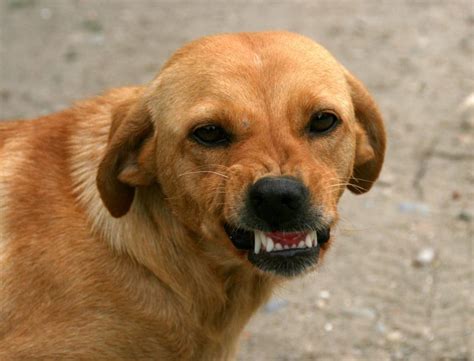 Pourquoi Mon Chien Grogne T Il Quand Il Joue