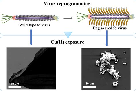 Reprogramming Filamentous Fd Viruses To Capture Copper Ions Korkmaz