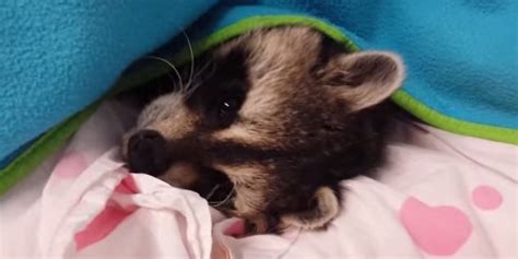 Winter Is Coming And This Raccoon Despises The Cold Weather As Much As