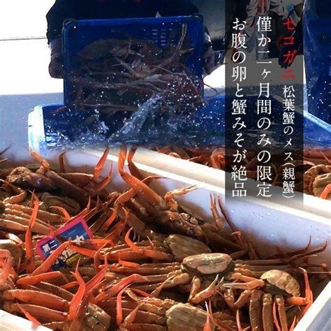 かに 訳あり 香箱がに セコガニ B品 特大600g（3尾入）浜ゆで 松葉蟹のメス ゆでがに 鳥取県産 せこ蟹 セイコガニ 子持ち 親蟹 鮮度