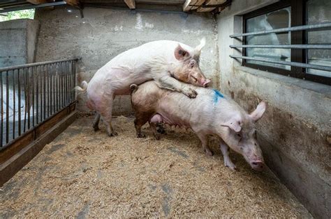 犬の陰茎は一度入ったらなかなか抜けないメスが嫌がっても交尾が続く独自のロックオン式という進化 確実に繁殖を成功させなければならない重い