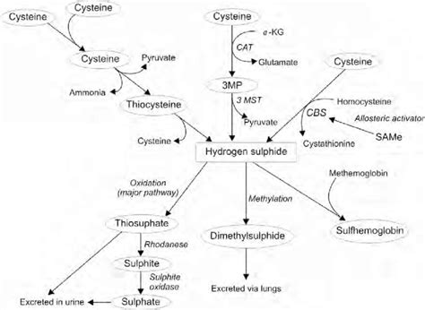 Major Putative Pathways Of H 2 S Metabolism Cse Cystathionine