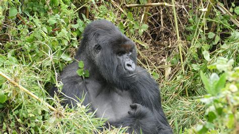 Who is that silverback? A surprise gorilla group change - Dian Fossey ...