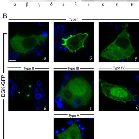 Transcription And Subcellular Distribution Of Dgk Isoforms A